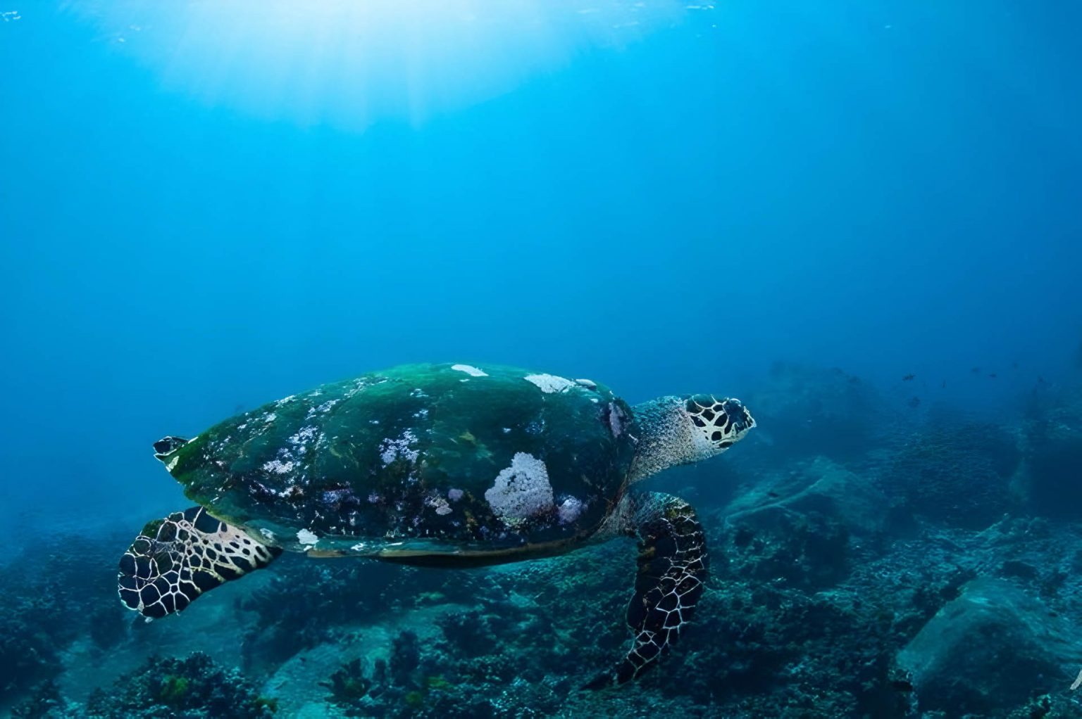 Water Paradise on Racha Yai Island