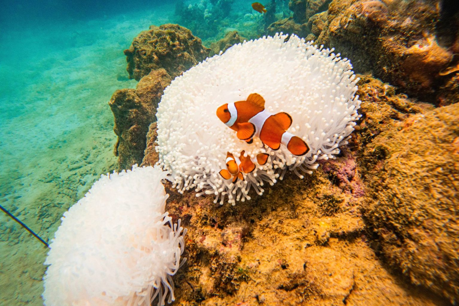 Coral Island and sunset at Promthep Cape