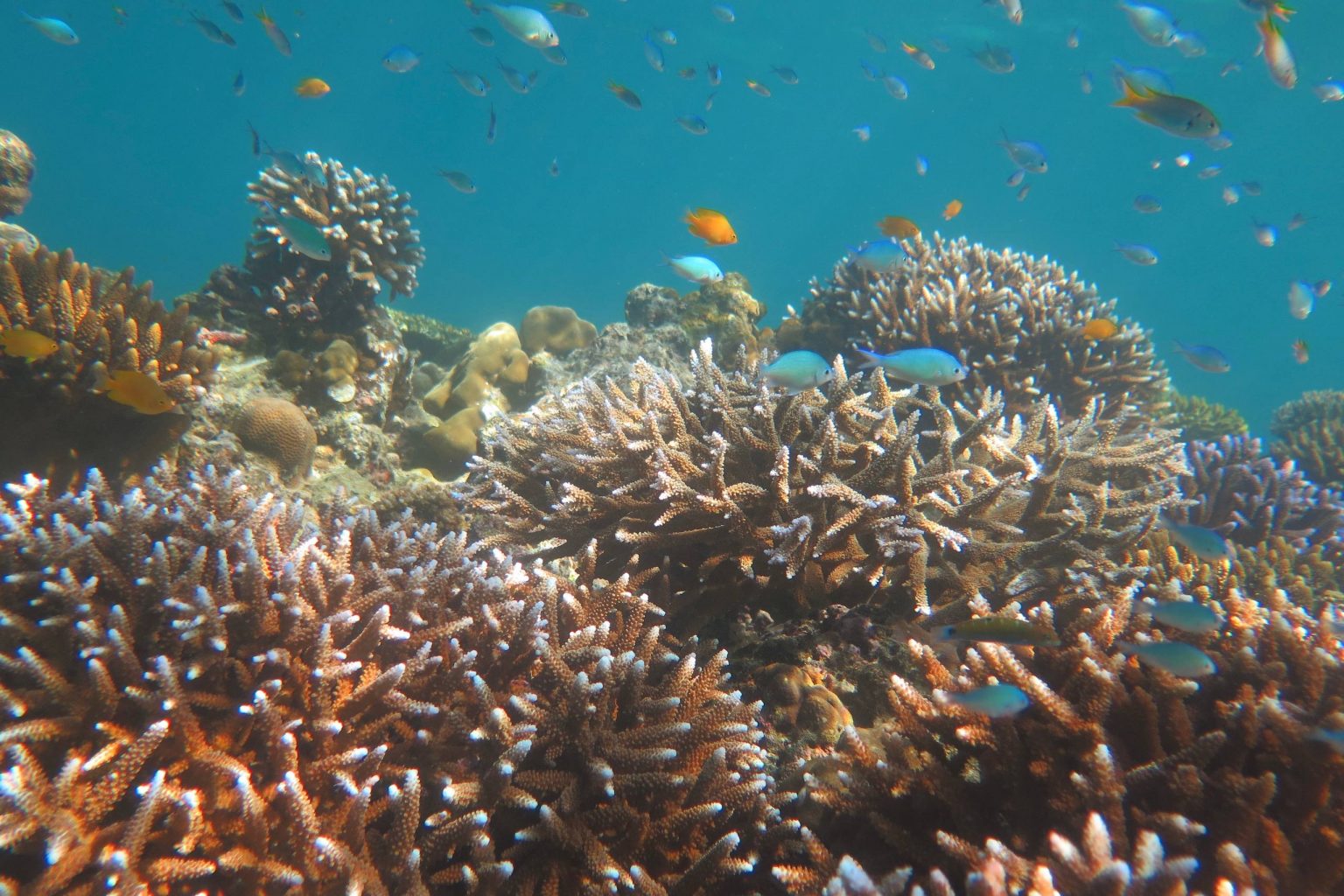 Exclusive catamaran tour of the Similan Islands