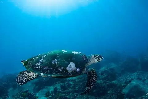 Water Paradise on Racha Yai Island