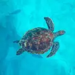 Exclusive catamaran tour of the Similan Islands