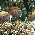 Exclusive catamaran tour of the Similan Islands