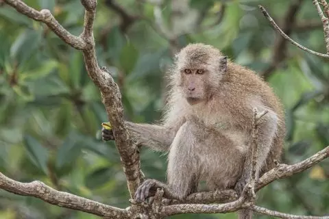 PHI PHI — JAMES BOND