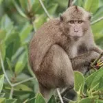 PHI PHI – BAMBOO