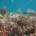 Exclusive catamaran tour of the Similan Islands